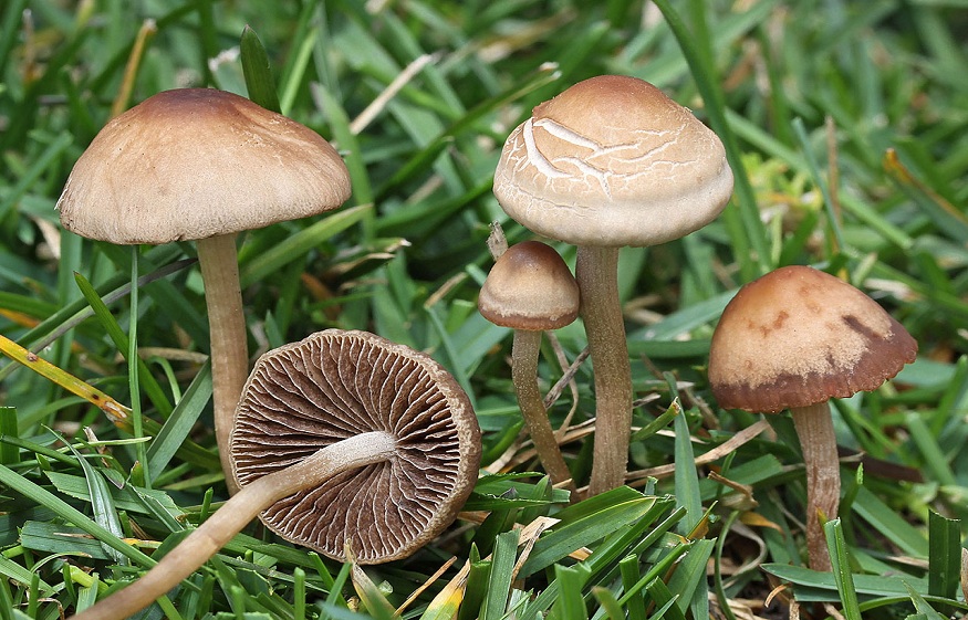 Everything You Should Know About Psilocybin – The Magic Mushroom ...